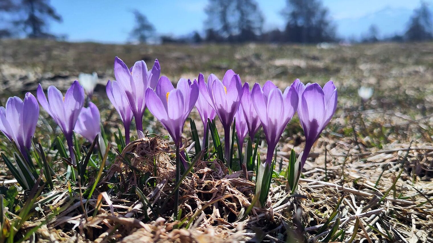 Frühling